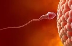 План: Как да “запознаем” яйцеклетката със сперматозоида?